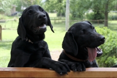 Hank-Gus-Presidents-labs